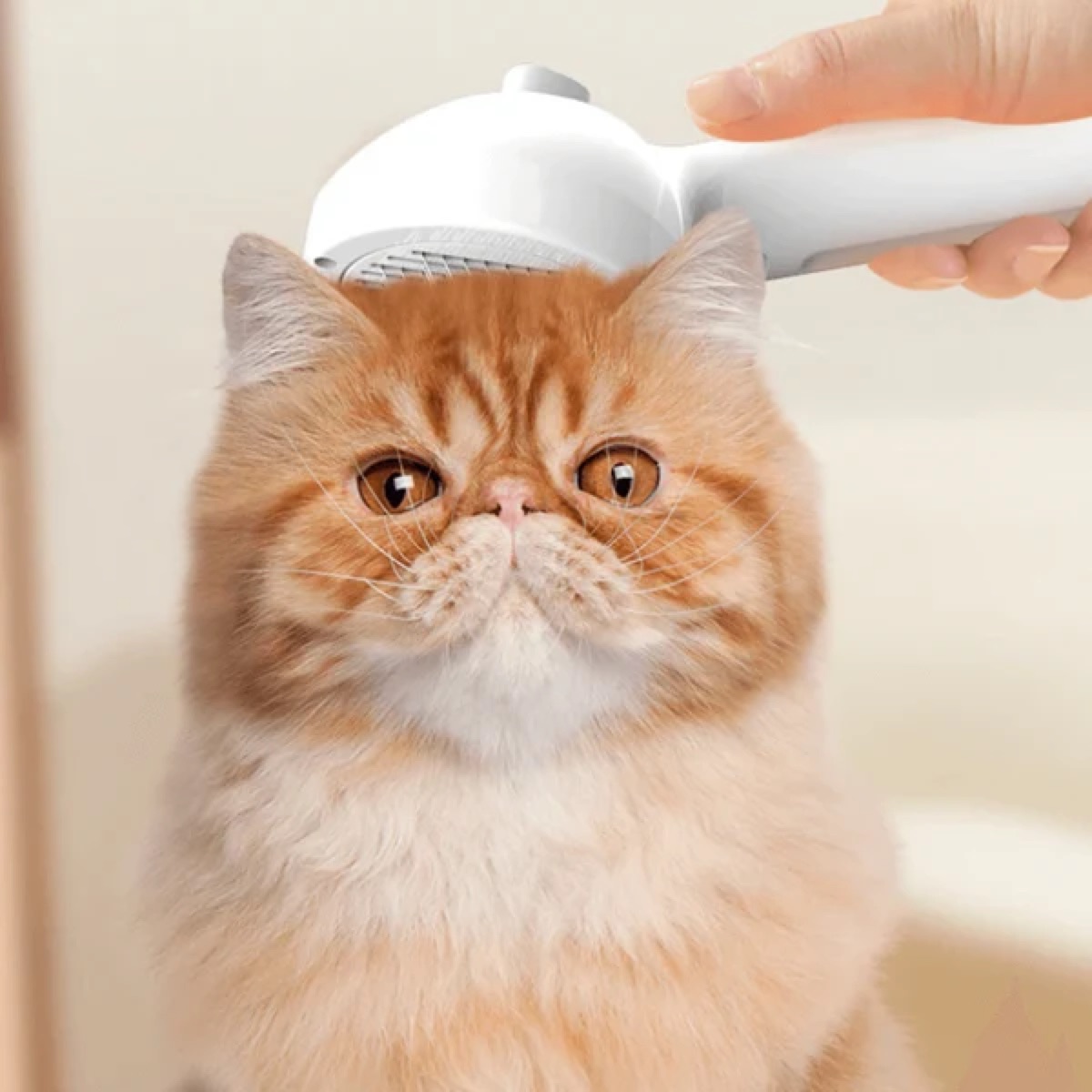 Spazzola a vapore per cani e gatti: toelettatura più dolce con la 3 in 1